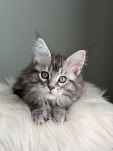 Дівчинка Мейн кун