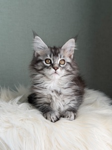 Дівчинка Мейн кун