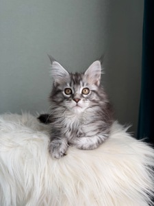 Дівчинка Мейн кун