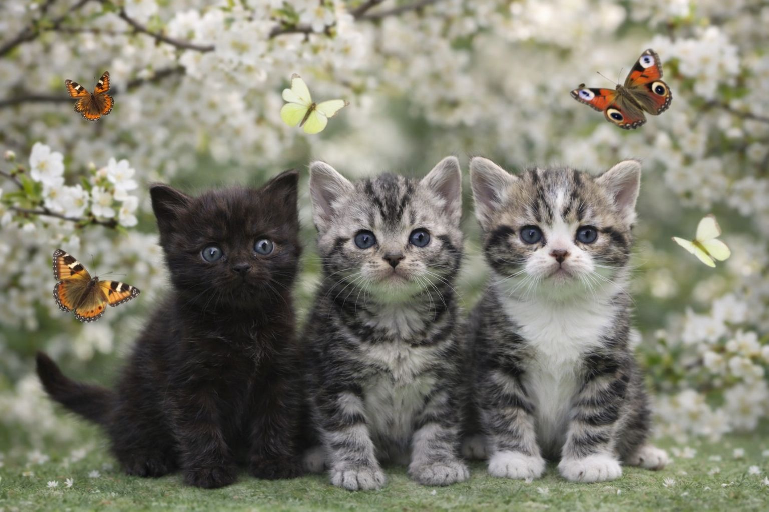 Американська короткошерстна РЕЗЕРВУВАННЯ