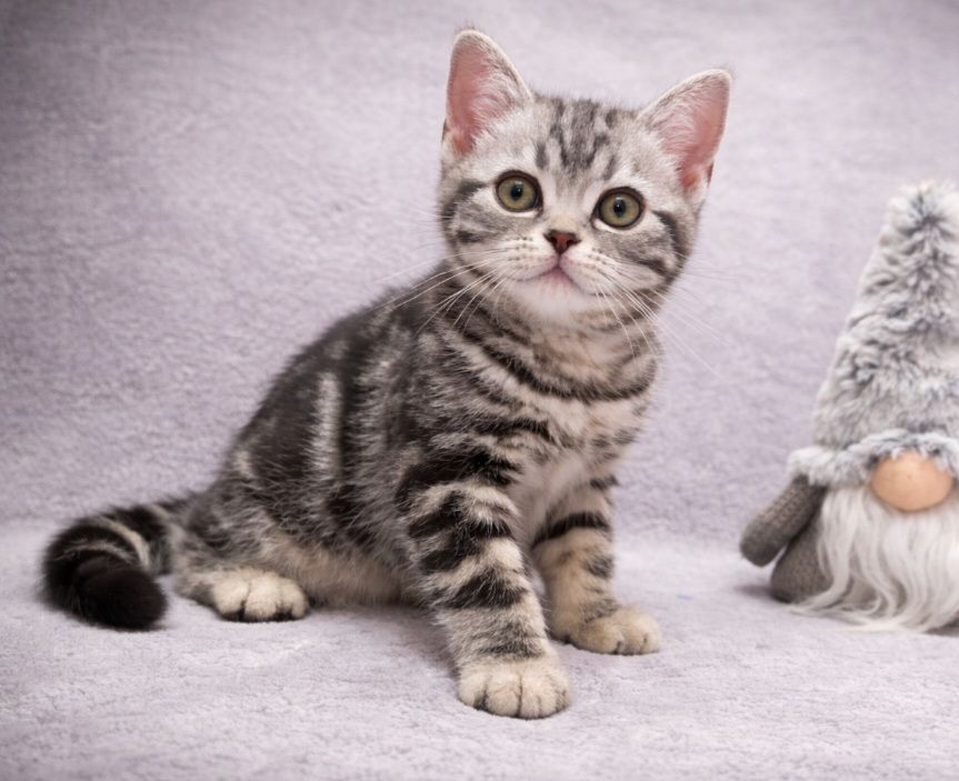 Американська короткошерста. Дівчата.