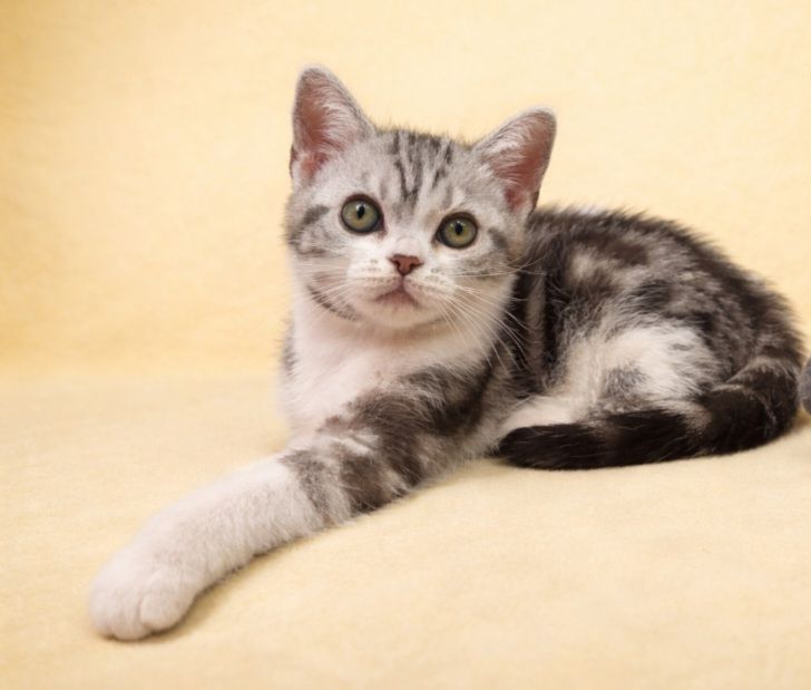 Американська короткошерста. Дівчата.