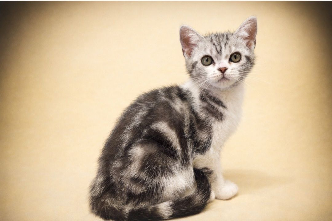 Американська короткошерста. Дівчата.