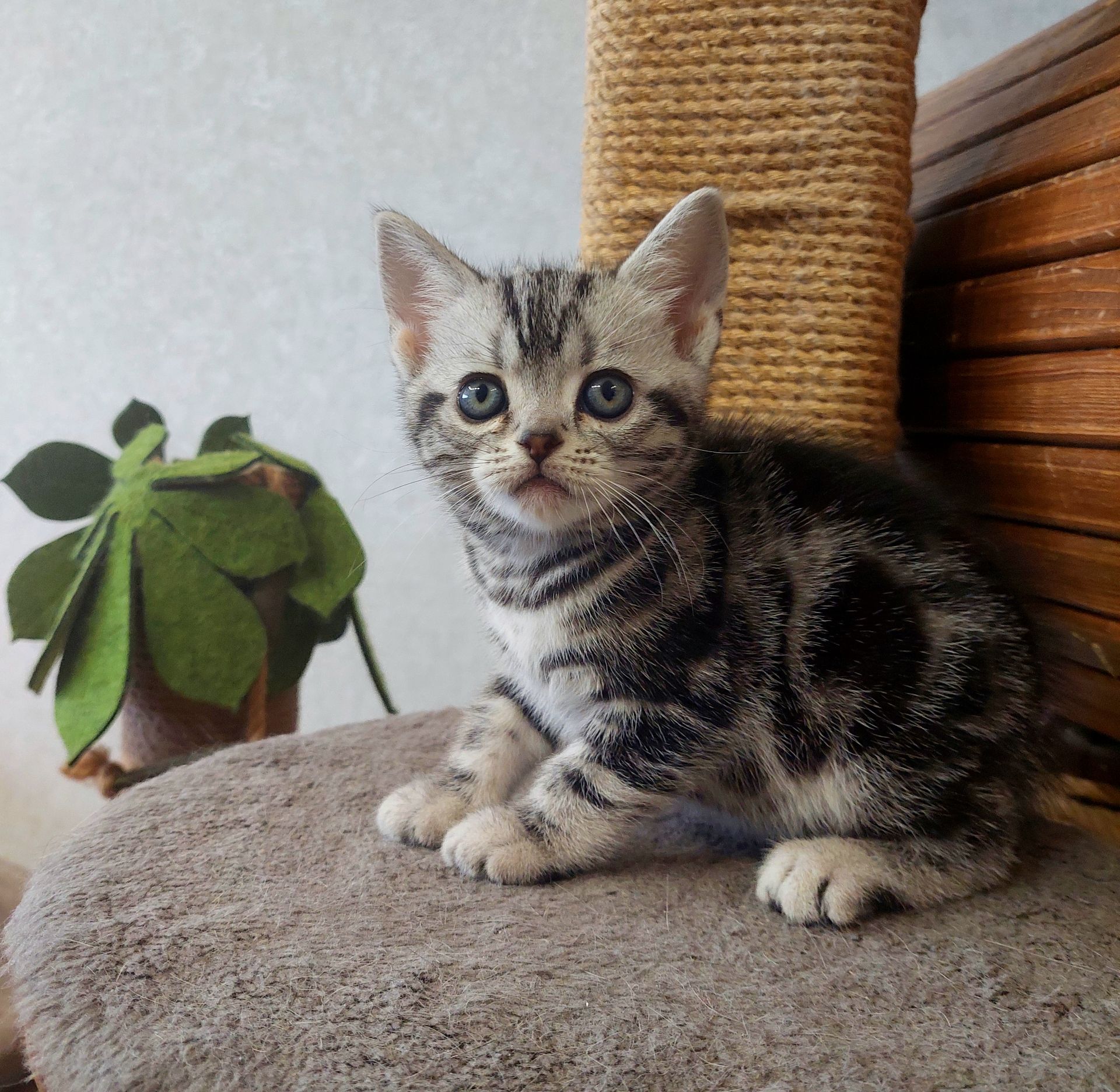 Американська короткошерстна РЕЗЕРВУВАННЯ