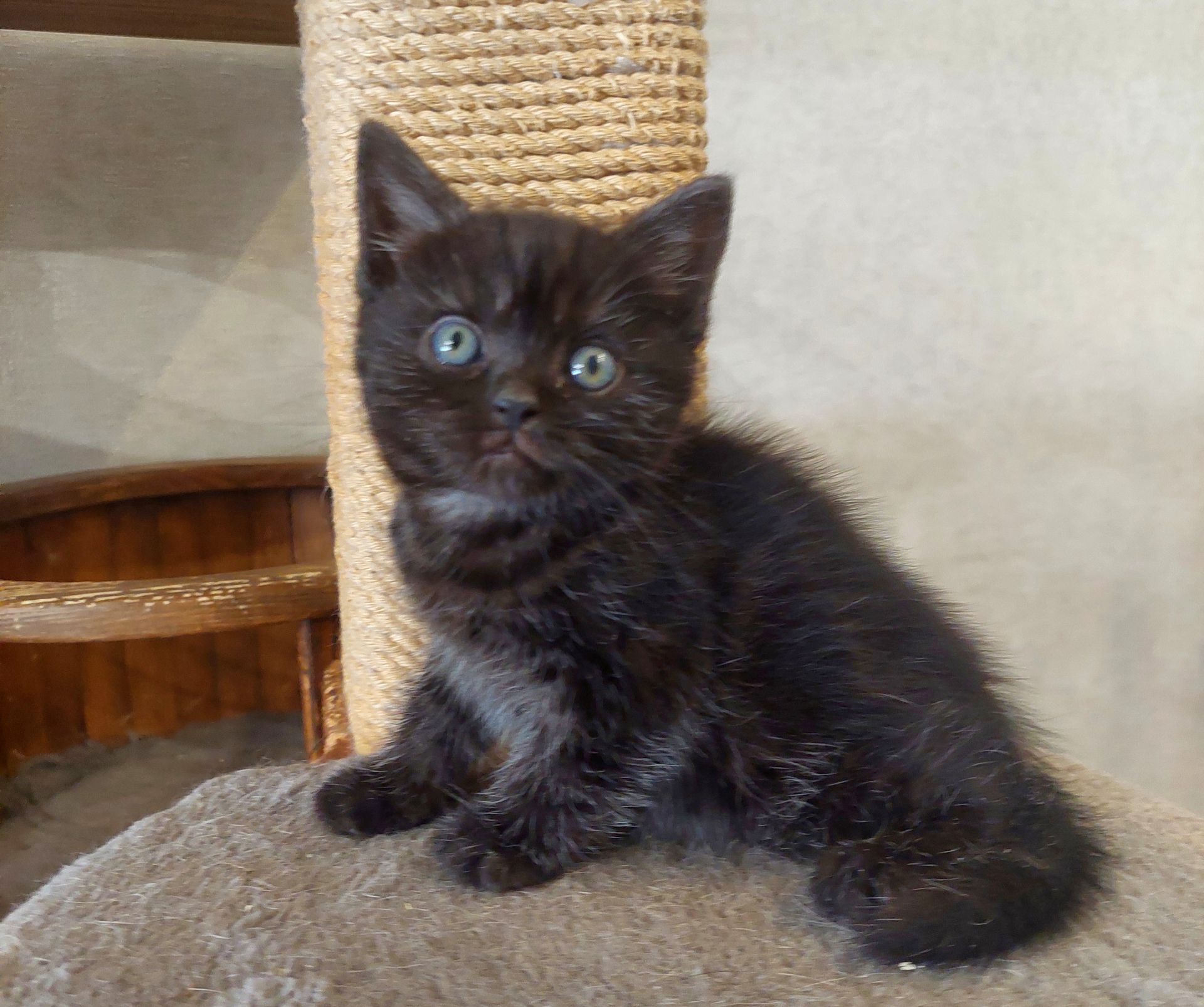 Американська короткошерстна РЕЗЕРВУВАННЯ