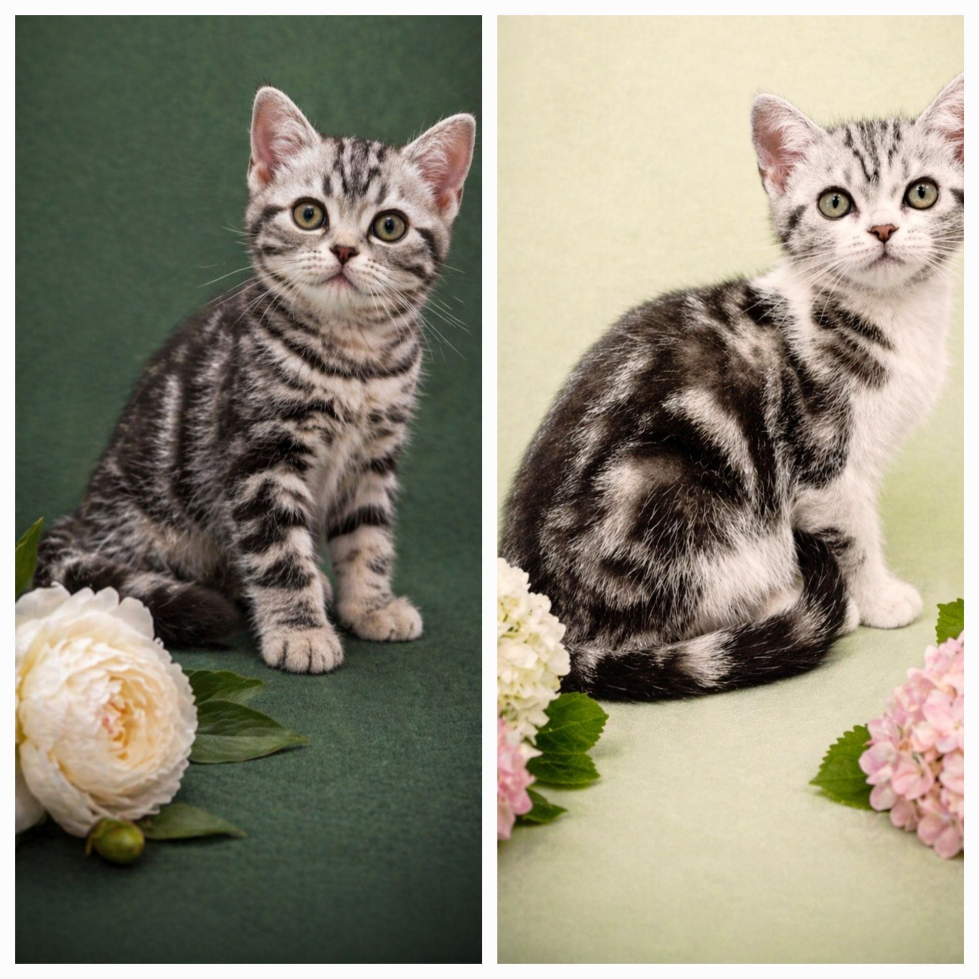 Американська короткошерста. Дівчата.