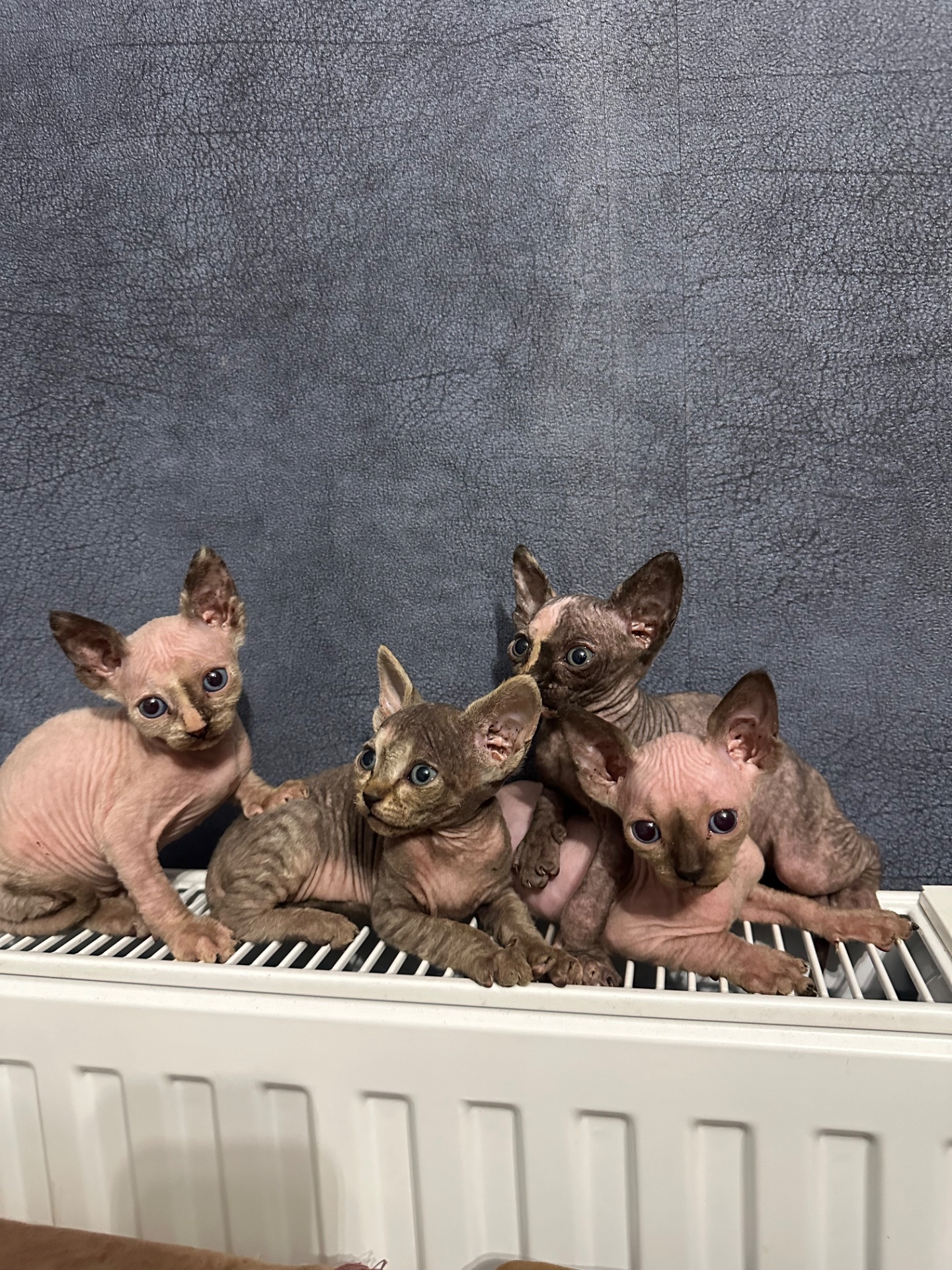 Кошенята канадські сфінкси