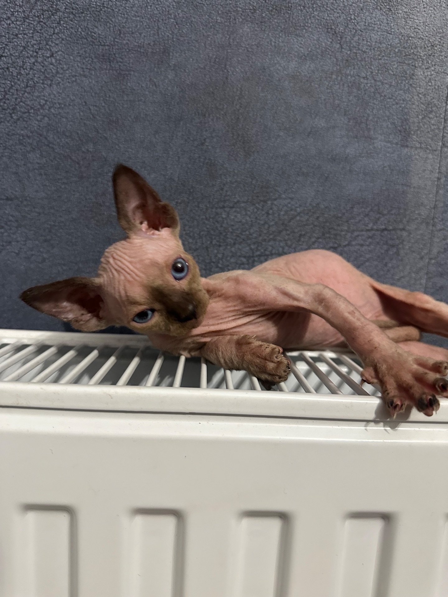 Кошенята канадські сфінкси