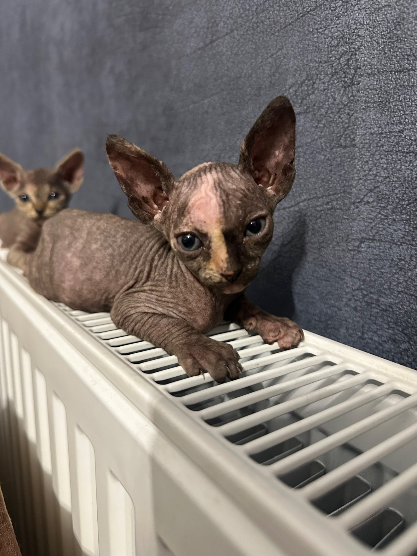 Кошенята канадські сфінкси