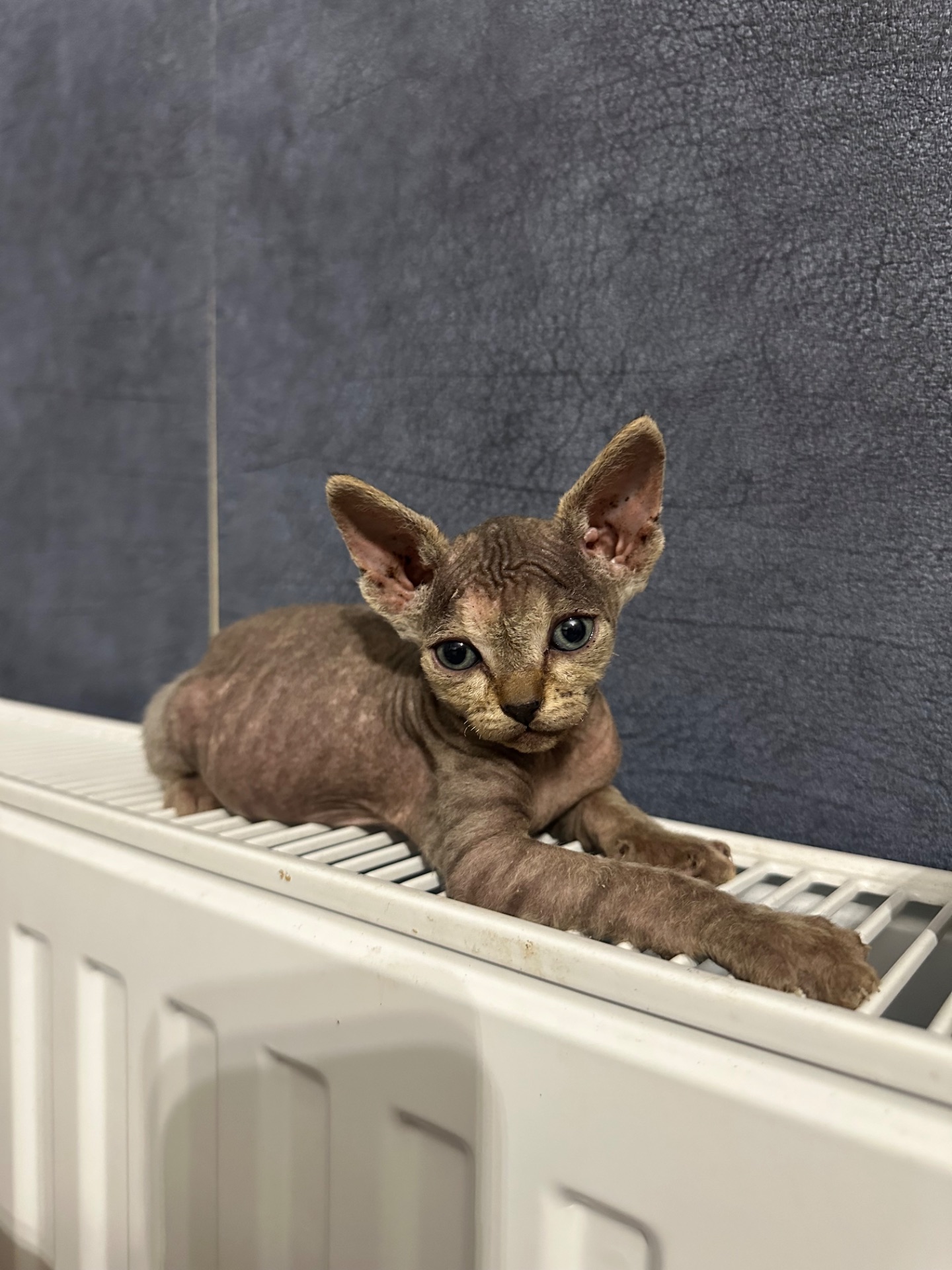 Кошенята канадські сфінкси