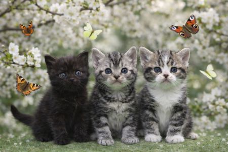 Американська короткошерстна РЕЗЕРВУВАННЯ