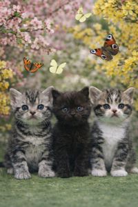 Американська короткошерстна РЕЗЕРВУВАННЯ