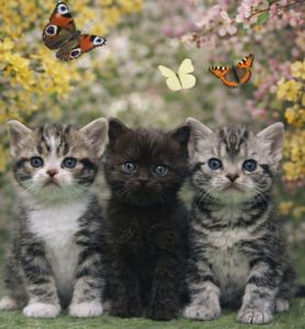 Американська короткошерстна РЕЗЕРВУВАННЯ