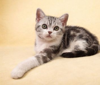Американська короткошерста. Дівчата.