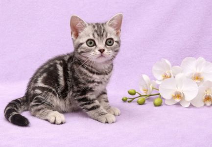 Американська короткошерста. Дівчата.