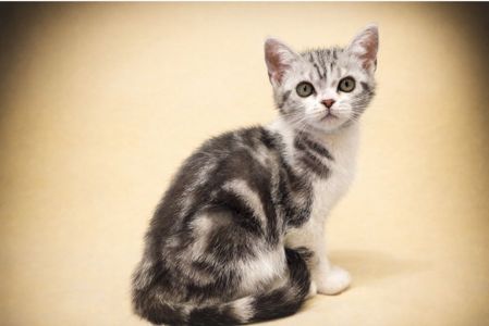 Американська короткошерста. Дівчата.