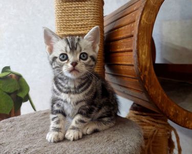 Американська короткошерстна РЕЗЕРВУВАННЯ