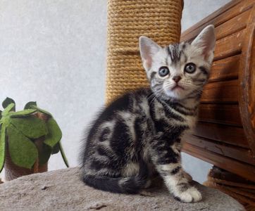 Американська короткошерстна РЕЗЕРВУВАННЯ