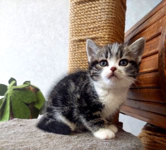 Американська короткошерстна РЕЗЕРВУВАННЯ