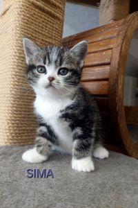 Американська короткошерстна РЕЗЕРВУВАННЯ