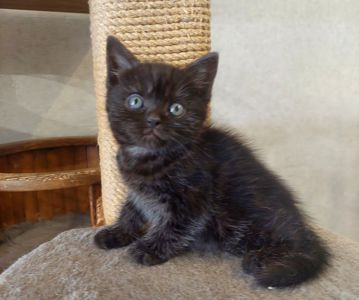 Американська короткошерстна РЕЗЕРВУВАННЯ