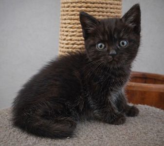 Американська короткошерстна РЕЗЕРВУВАННЯ