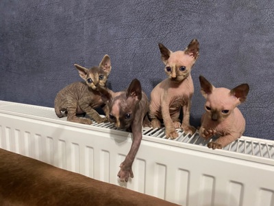 Кошенята канадські сфінкси