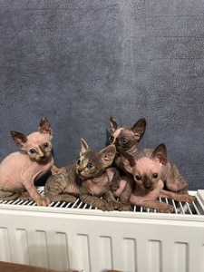 Кошенята канадські сфінкси