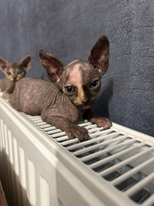 Кошенята канадські сфінкси