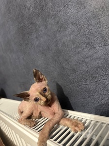 Кошенята канадські сфінкси