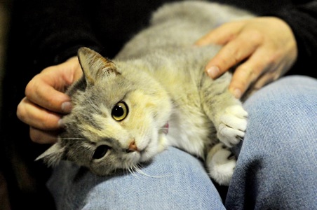 Кошеня Жасмін