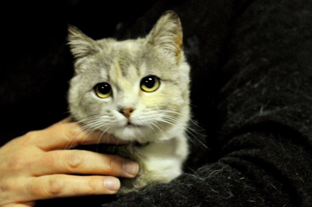 Кошеня Жасмін