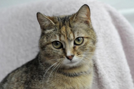 Кошеня Ласка