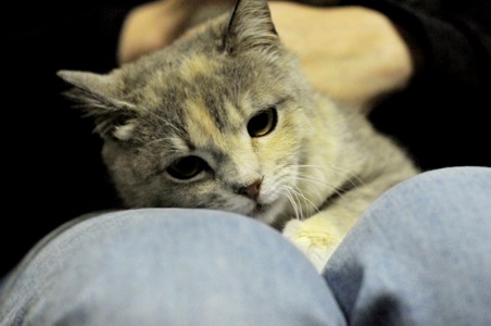 Кошеня Жасмін