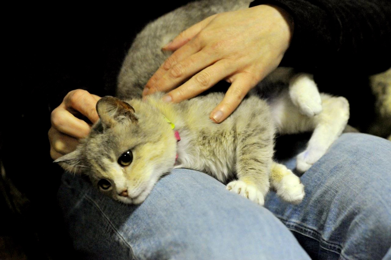 Кошеня Жасмін