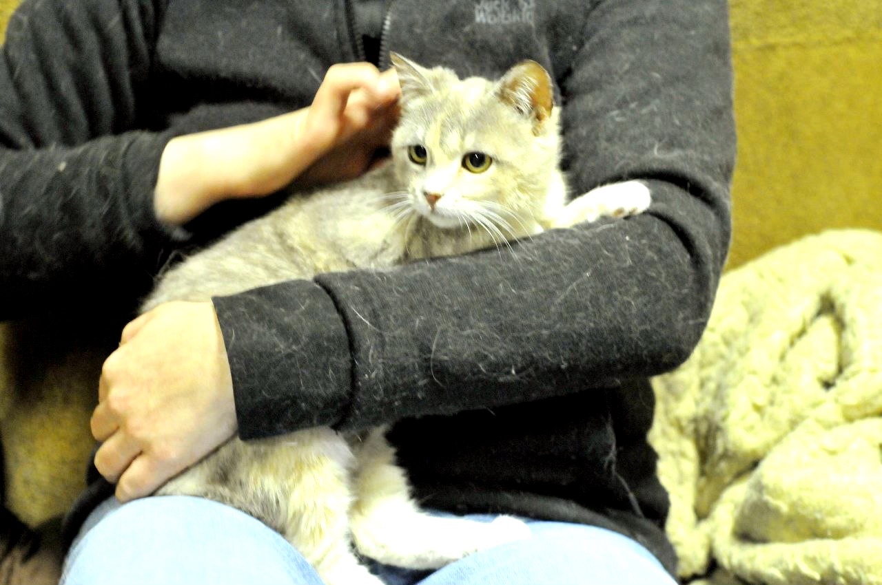 Кошеня Жасмін