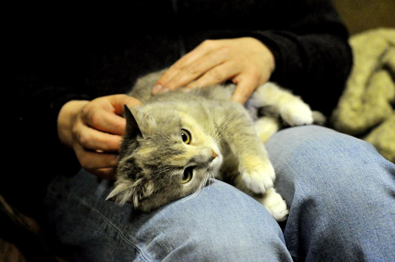 Кошеня Жасмін