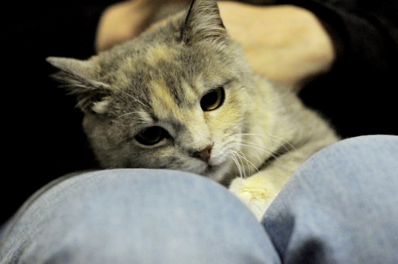 Кошеня Жасмін