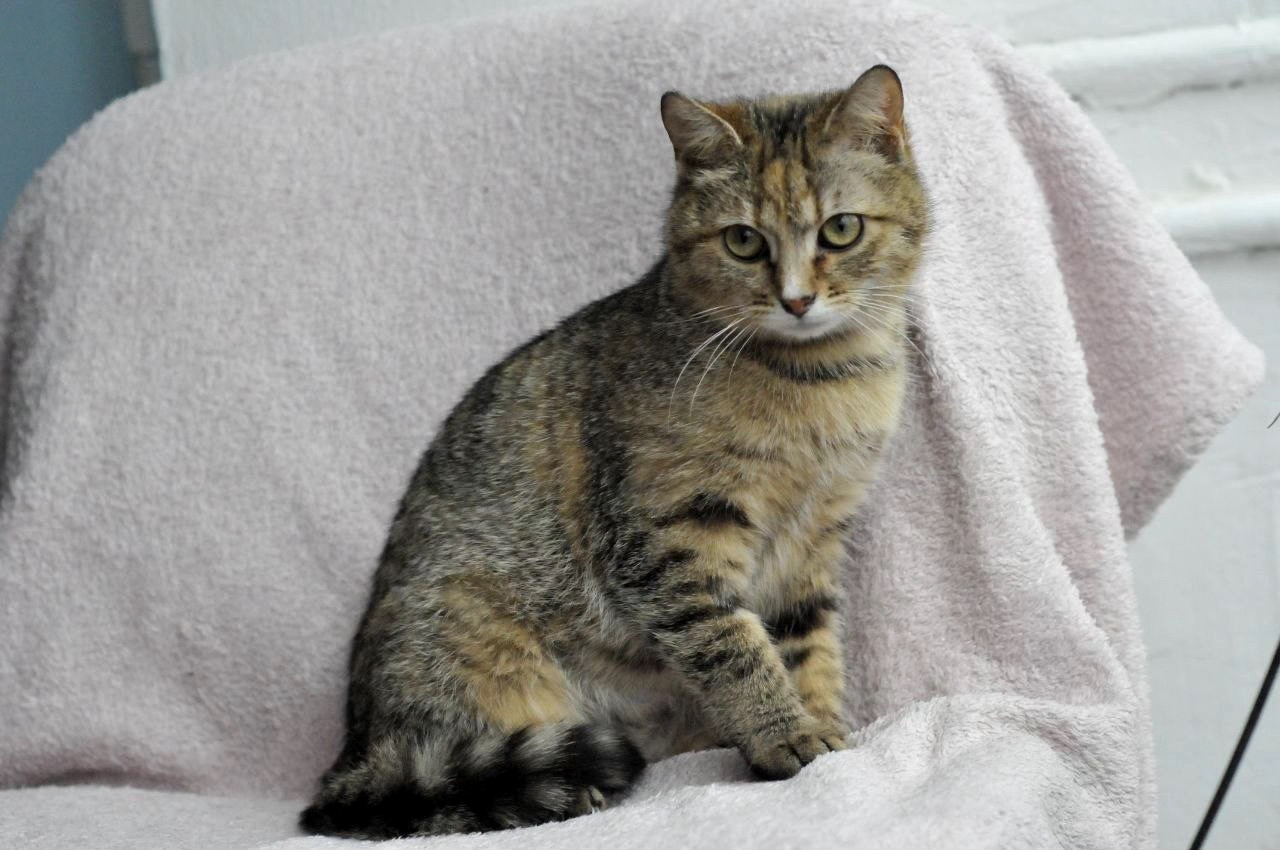 Кошеня Ласка