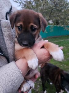 Дуже красиві цуценята