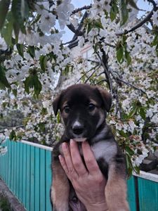 Дуже красиві цуценята