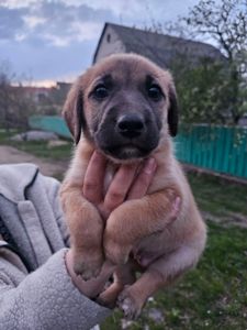 Дуже красиві цуценята