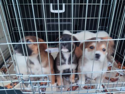 Дуже красиві цуценята