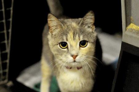 Кошеня Жасмін