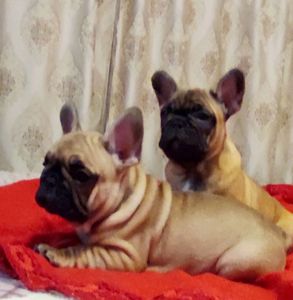 Продам щеня французького бульдога