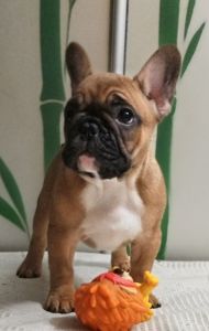Продам щеня французького бульдога