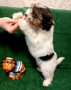 Цуценя Бівер йорк, дівчинка, народження 05 лютого. стандарт