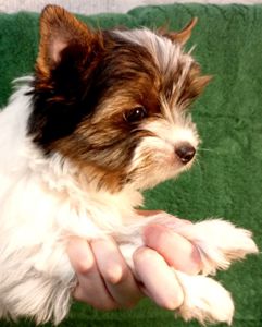 Цуценя Бівер йорк, дівчинка, народження 05 лютого. стандарт