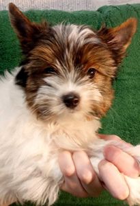 Цуценя Бівер йорк, дівчинка, народження 05 лютого. стандарт