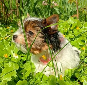 Цуценя Бівер йорк, дівчинка, народження 05 лютого. стандарт
